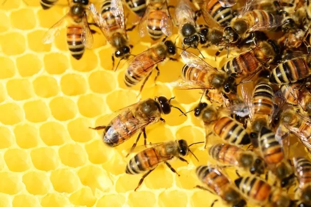 abejas 1