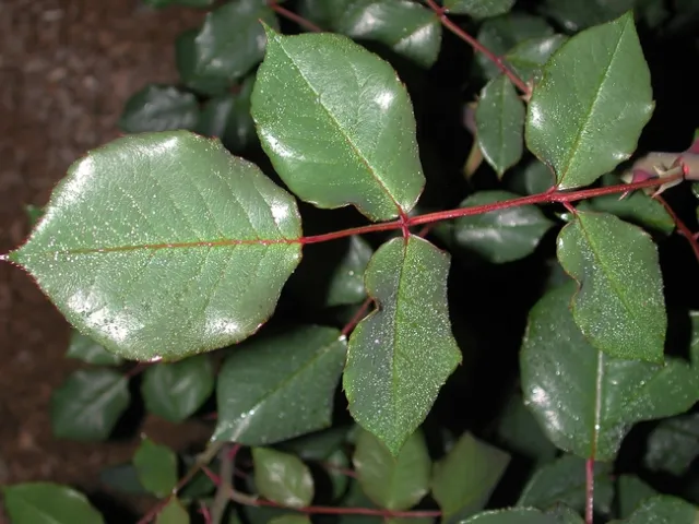 condenseonrose1