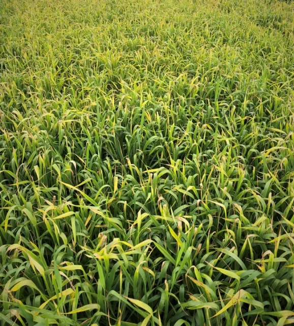 Small Grains Injury