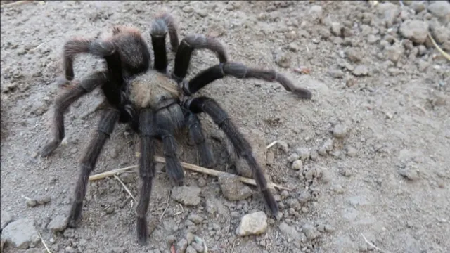 Tarantula