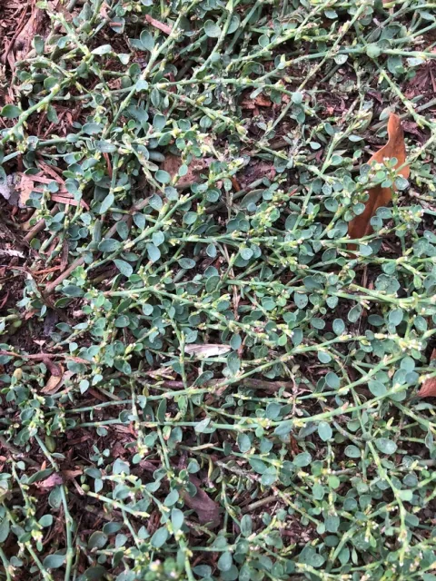 Knotweed plant