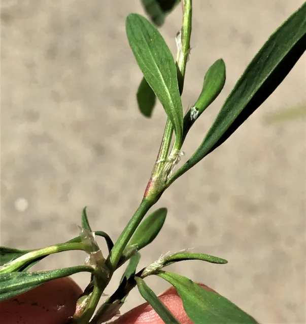 Ochrea Knotweed
