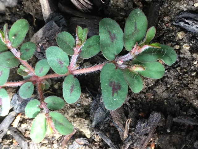 Spotted spurge