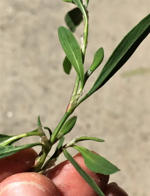 Knotweed 1