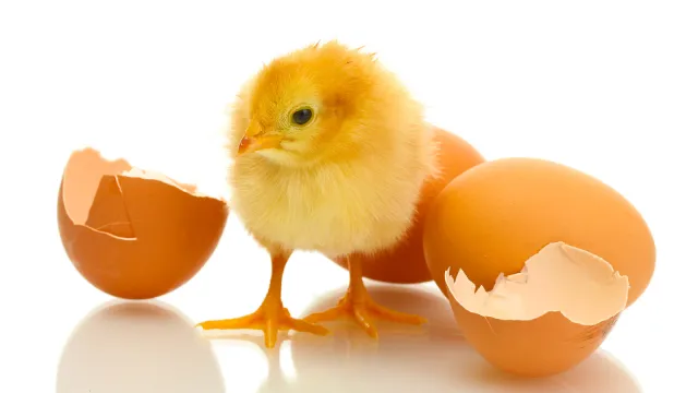 chick