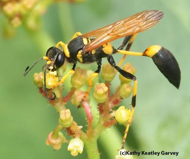 Yellow and black mud dauber wasps are predators of spiders but harmless to people. Adults are about 1-inch in length with true wasp waists!