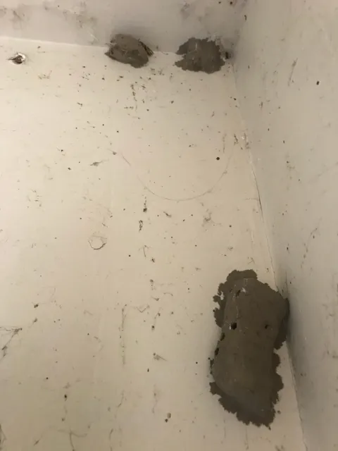Mud dauber wasp nests with holes where adults have exited after completing their immature stages.