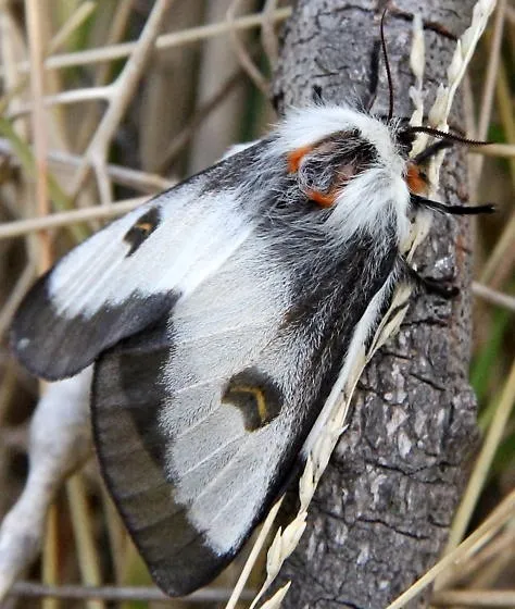 Nevada buck moth adult