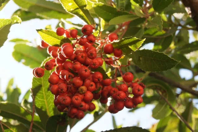 Toyon