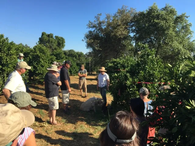 Citrus growers listening to small farm advisor, Cindy Fake talk about the citrus research trials.