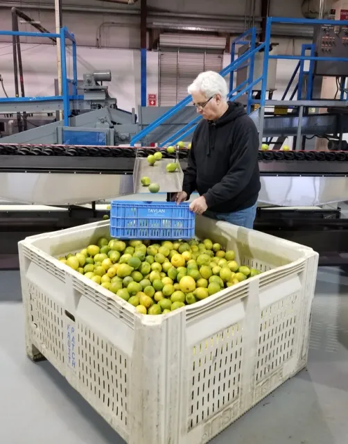 Glenn Wright examines lemons
