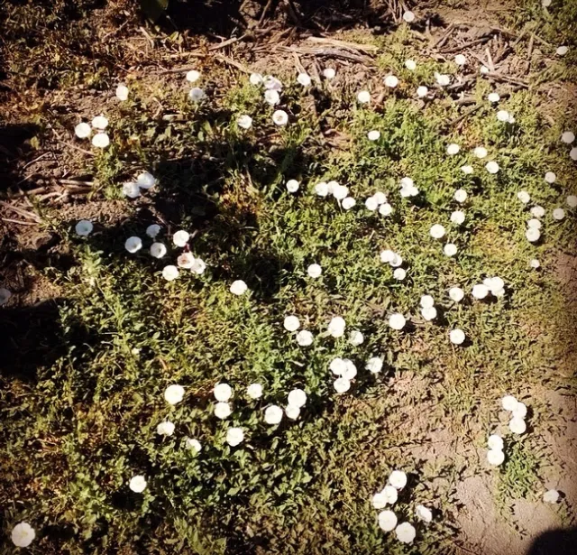 bindweed