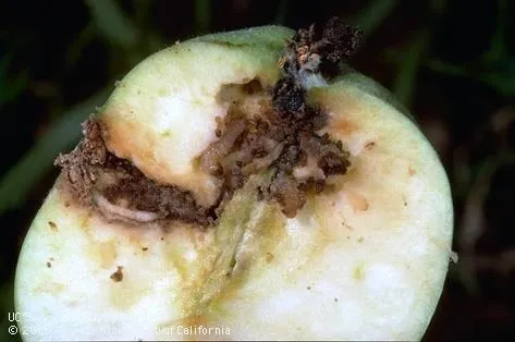 Codling moth larvae inside a fruit. [Credit: Jack Kelly Clark, UC IPM]