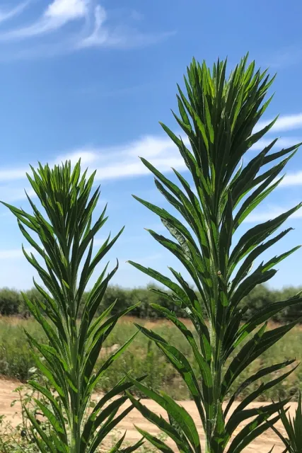 Bolting horseweed