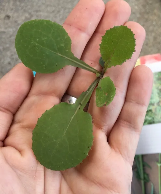 Sowthistle seedling