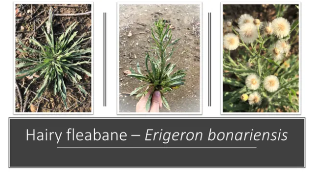 Hairy Fleabane