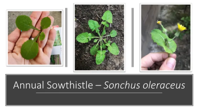 Sowthistle