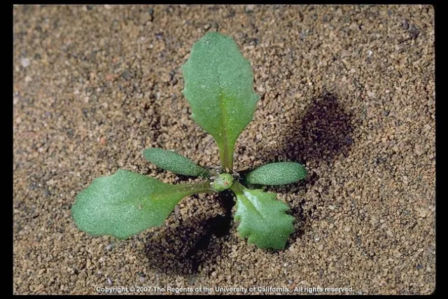 Seedling Groundsel
