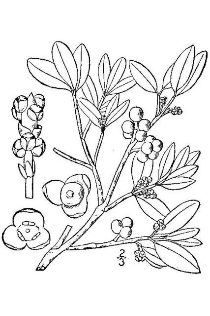 Phoradendron USDA