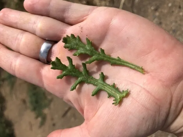 groundsel seedling