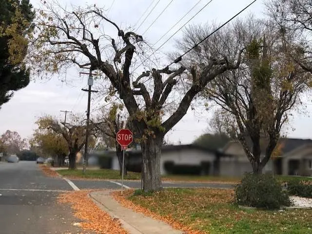 topped tree1