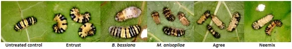 Untreated and treated larvae