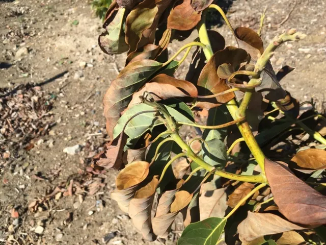 frost burn