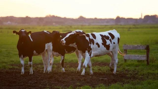 Dairy