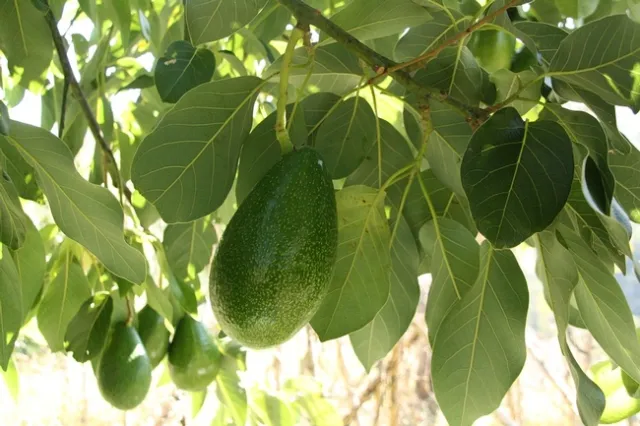 avocado