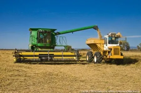 On a global scale, pests and pathogens are reducing rice yields by 25 percent to 41 percent.