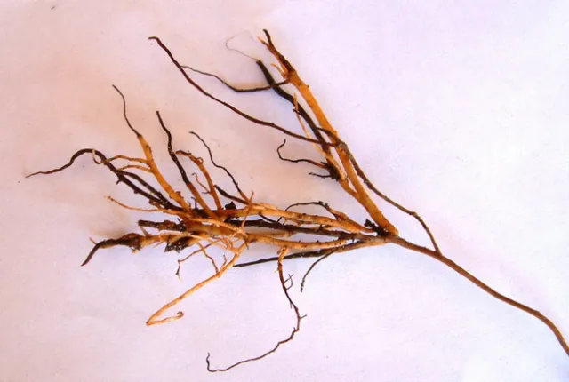avocado root rot black brittle