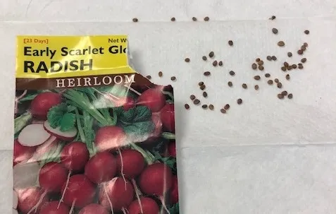 Radish germ test 1