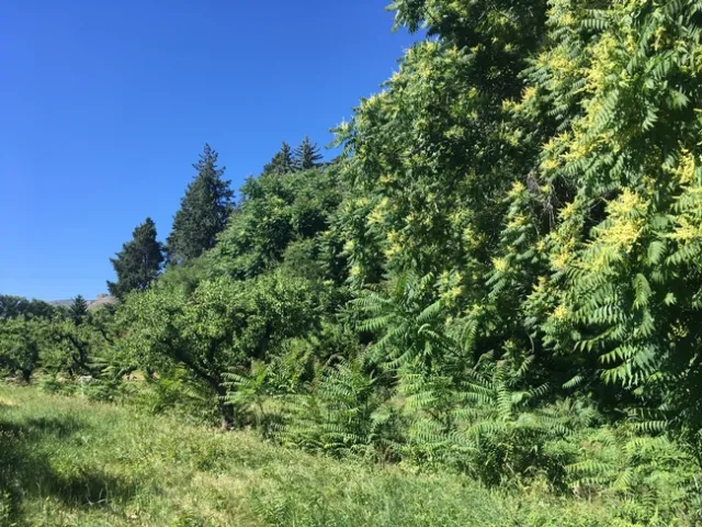 IMG 0535