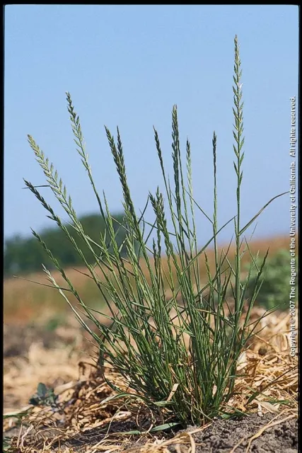 Italian Ryegrass. Photo by Joe DiTomasso