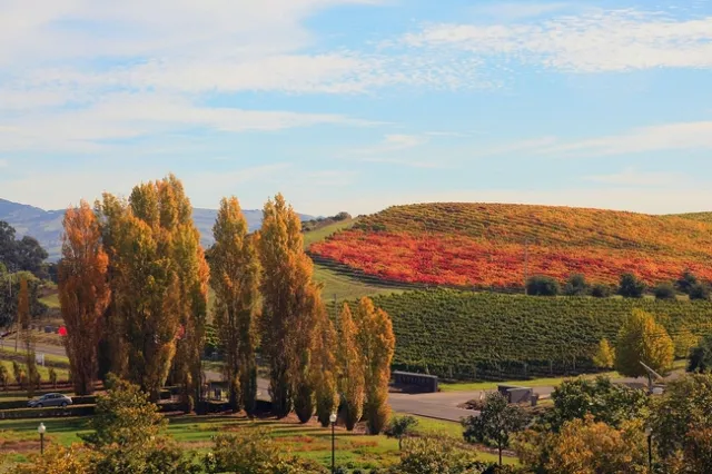 Fall colors in California wine country aren't good news for the industry. Red leaves on grapevines can be a symptom of serious plant diseases, such as grapevine red blotch. (Photo: Wikimedia Commons)