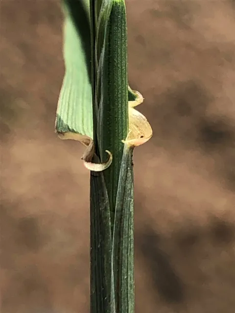 Ryegrass auricles