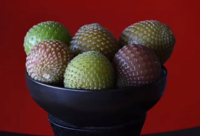 rumpa fruit 1