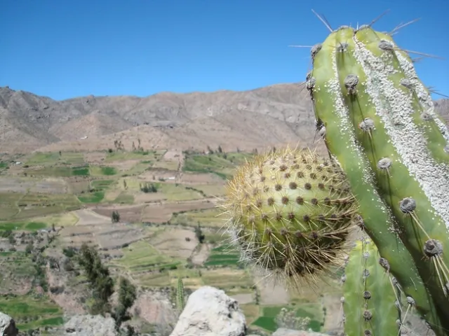 sanky-Corryocactus brevistylus