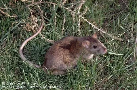 Norway rat. (Jack Kelly Clark)