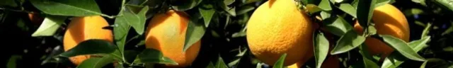 orange flyer