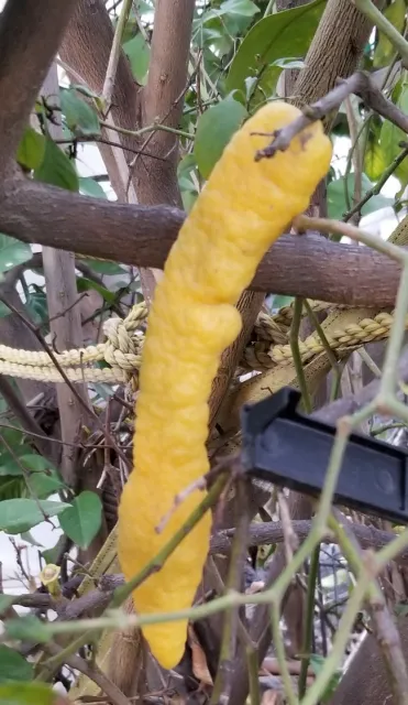 lemon chile picture