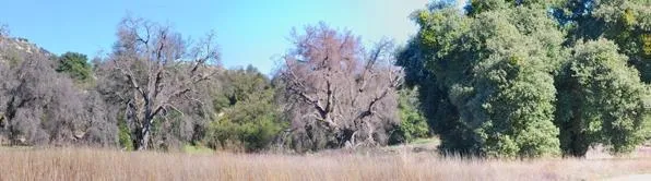 Tree photo