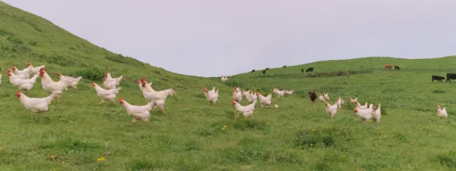 chickens