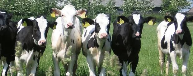 Dairy