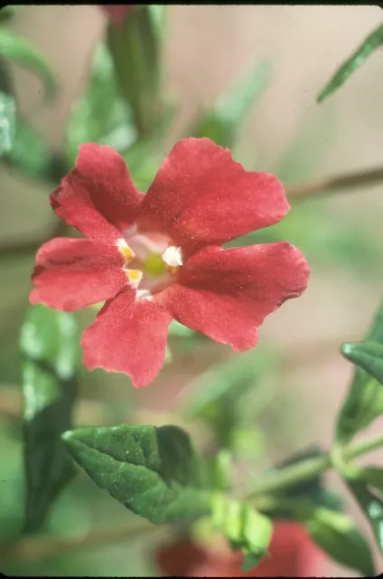Monkey flower