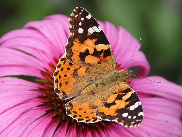 Vanessa cardui - Jon-Paul Grandmont