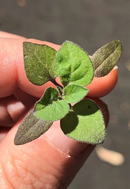 Five-leaf seedling