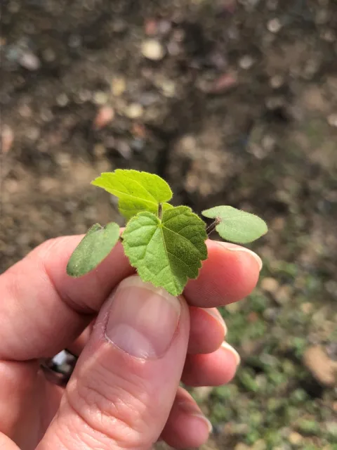 Velvetleaf first true leaves
