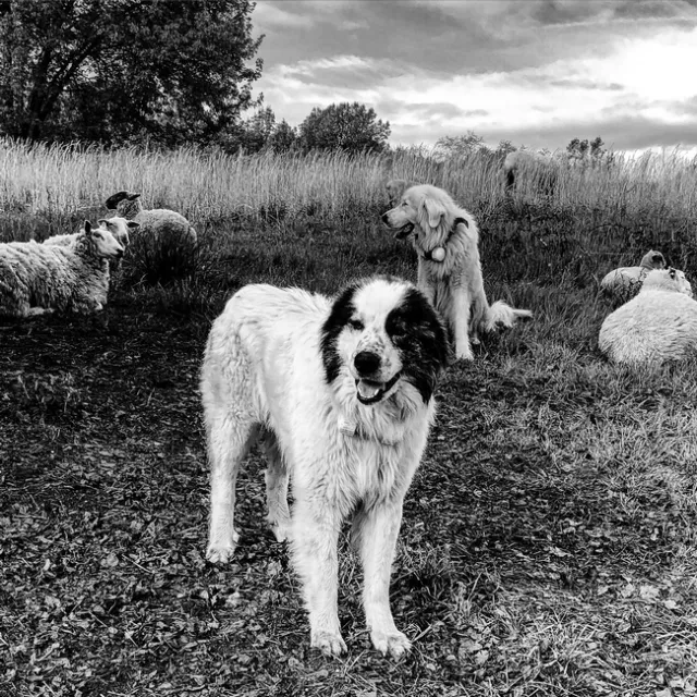 bodie and elko 2
