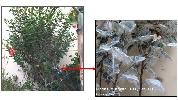 Giant whitefly on hibiscus with close up of heavily infested leaves.